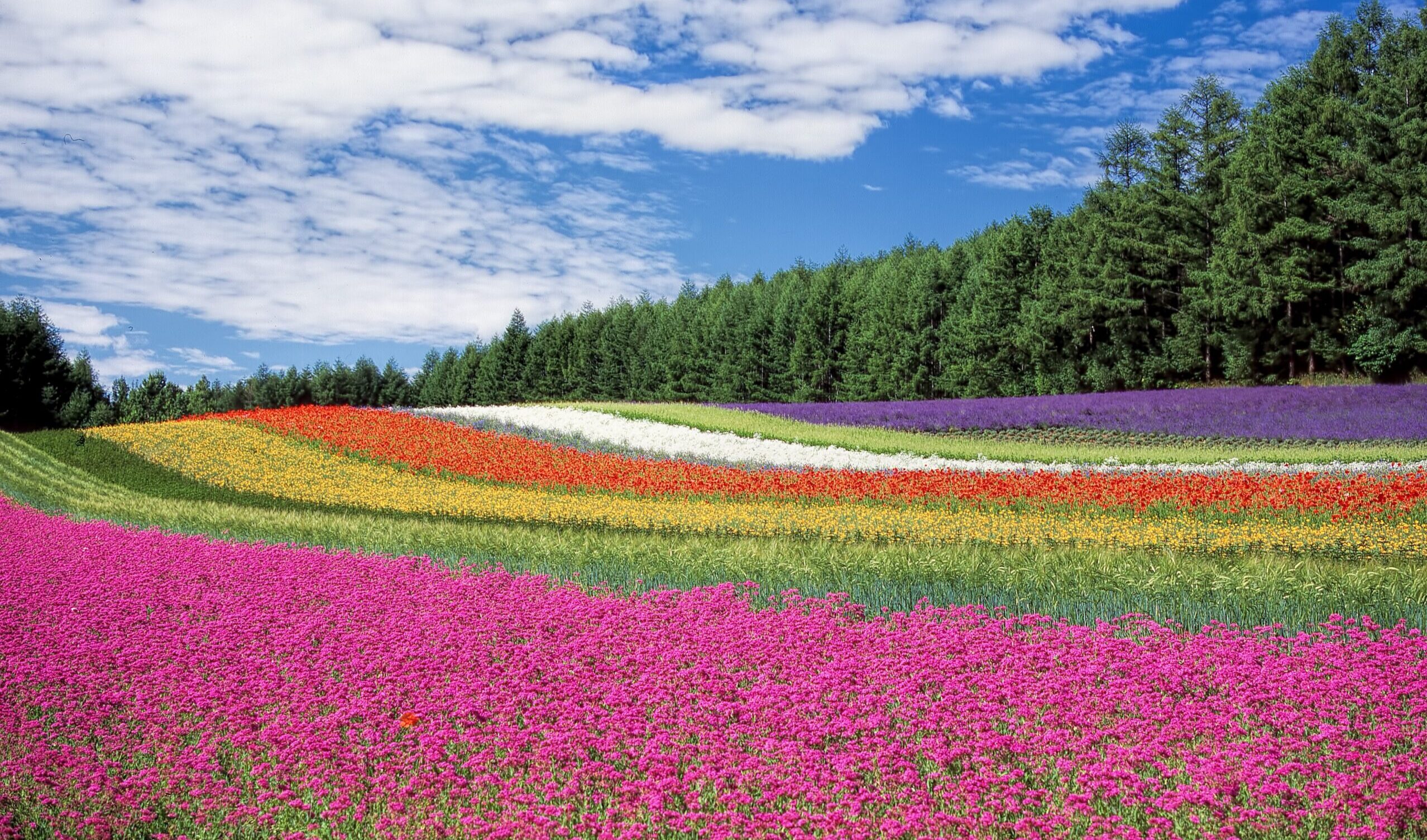 Floral designer
