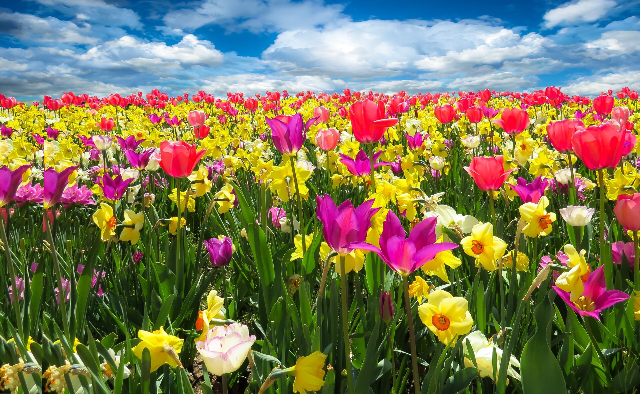 floral-designer_4_asesi